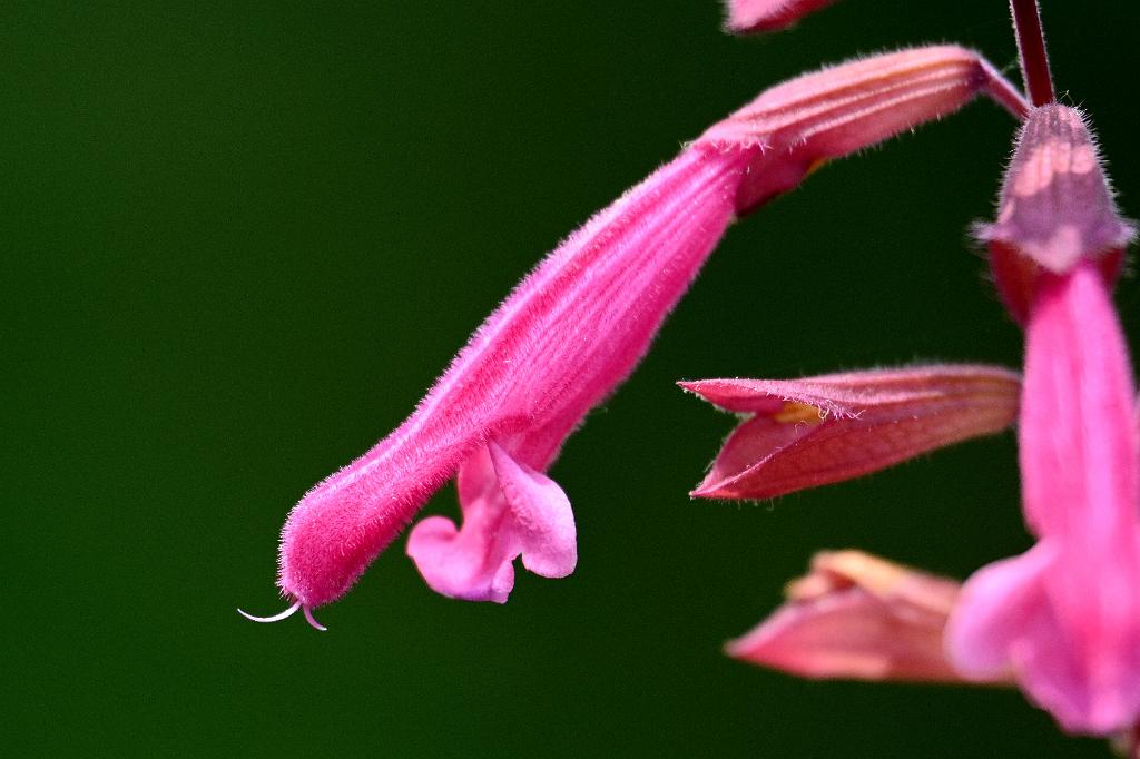 2025-06138925 Tower Hill Botanic Garden, MA.JPG - Fruit-scented Sage (Salvia dorisiana). New England Botanic Garden at Tower Hill, MA, 6-13-2025